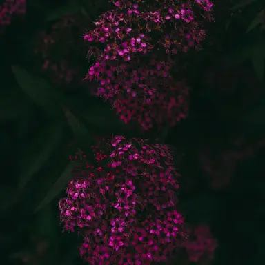Profile image of 주르르