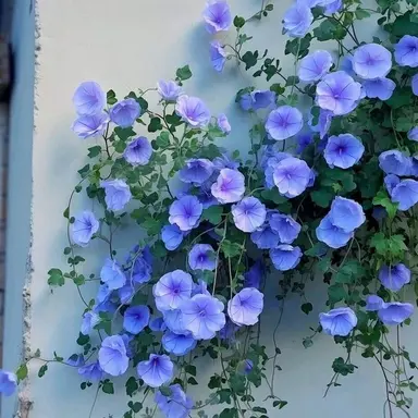 Profile image of 행크