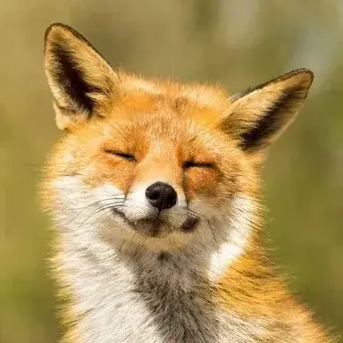 Profile image of Russet