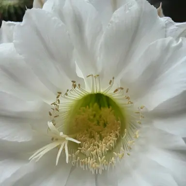 Profile image of 여우