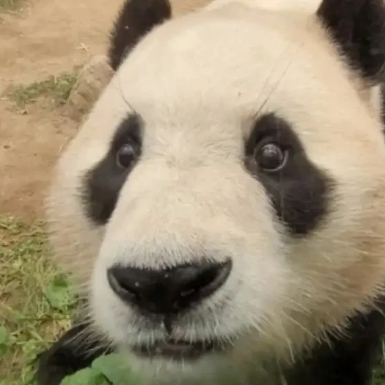푸바오짱😍
