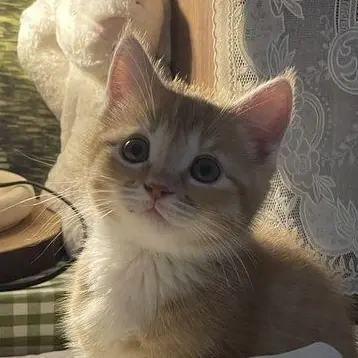 MuskyFleet0903의 고양이