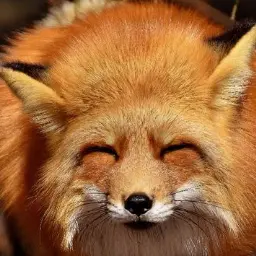 Profile image of 여우