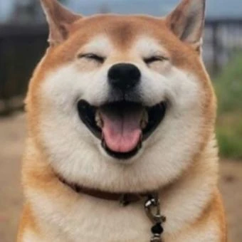 시바견