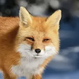 Profile image of 여우