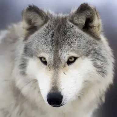 Profile image of 늑대
