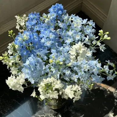 Profile image of 파이브