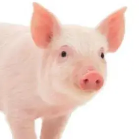 Profile image of 이돼지