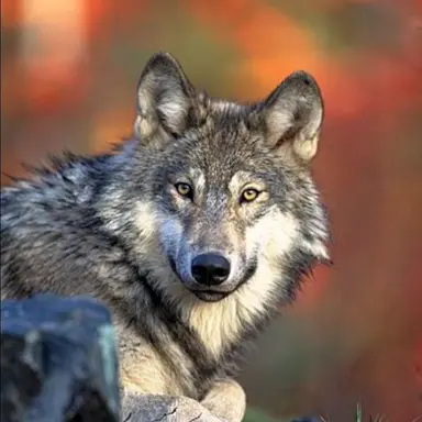 Profile image of 늑대