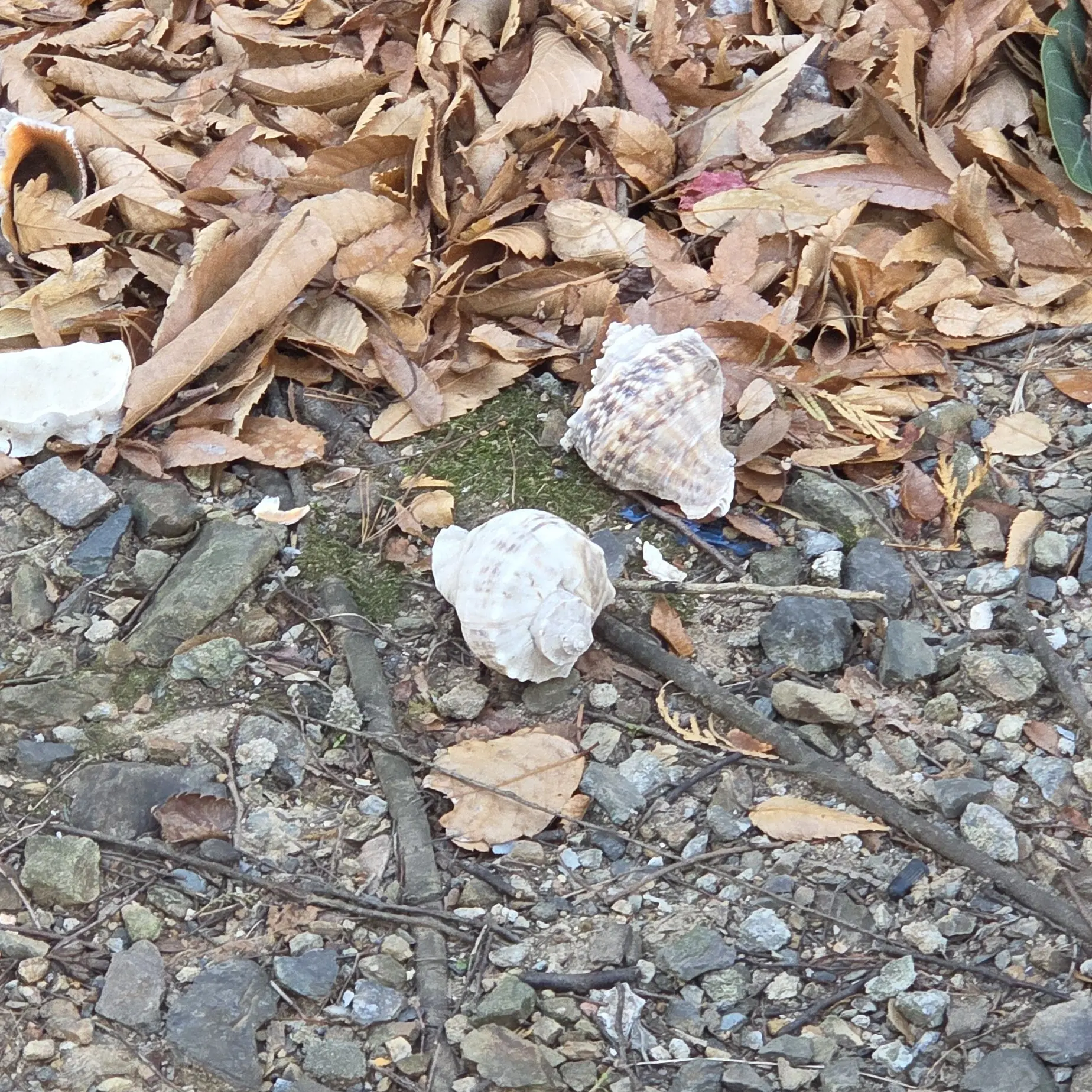 MatureMedal5761의 화이트데이