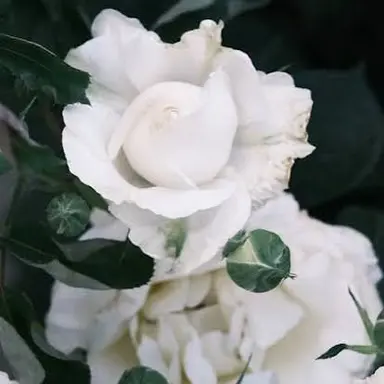 Profile image of SB