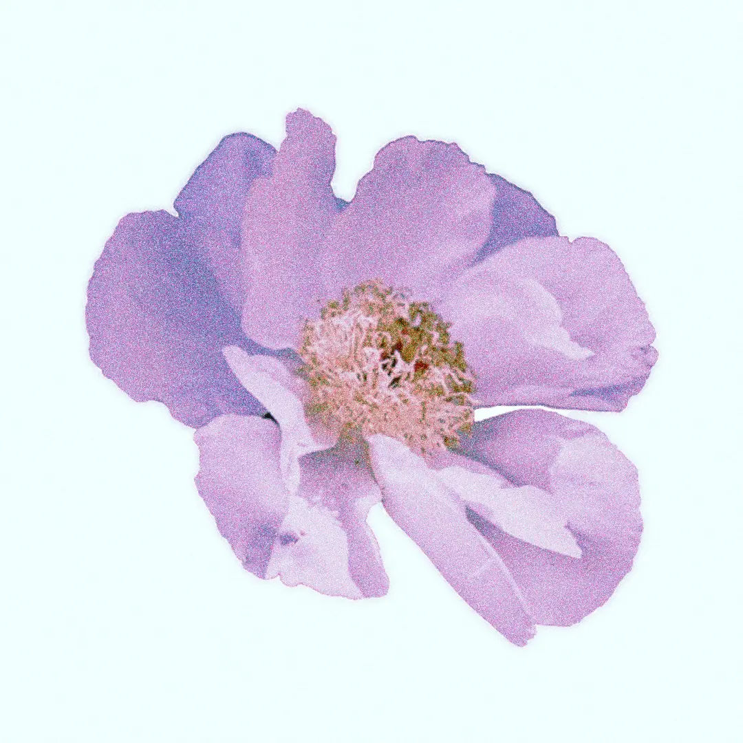 A38_to_65T의 한노아