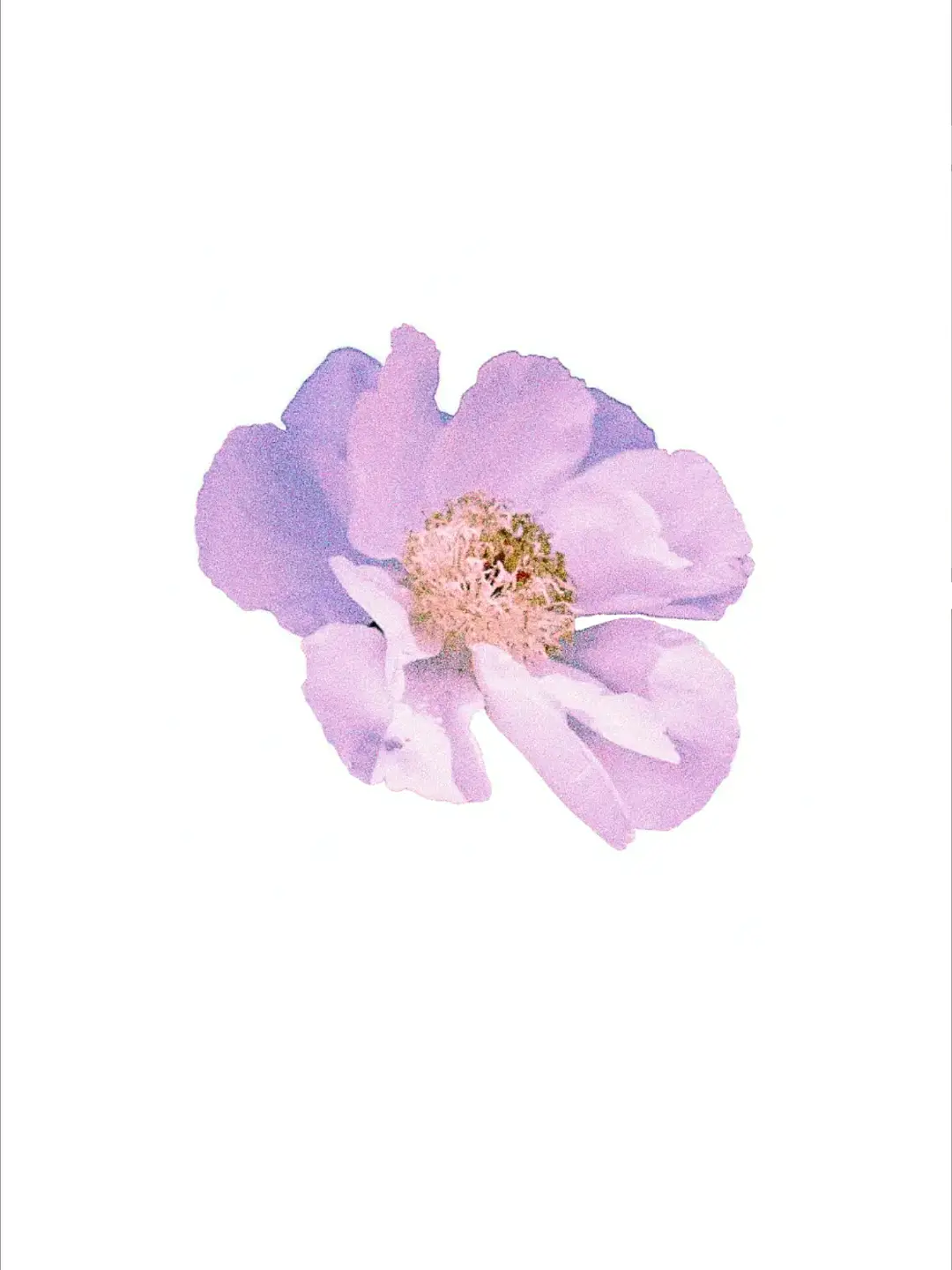 A38_to_65T의 한노아