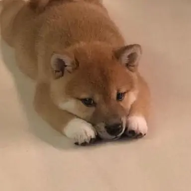 Profile image of 吉野