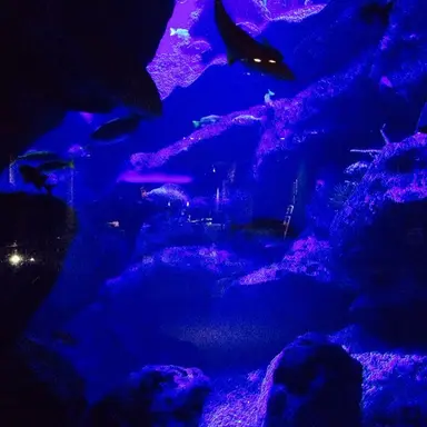 Profile image of 星導ショウ