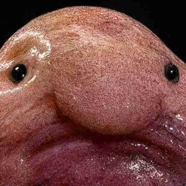 Profile image of 이하음