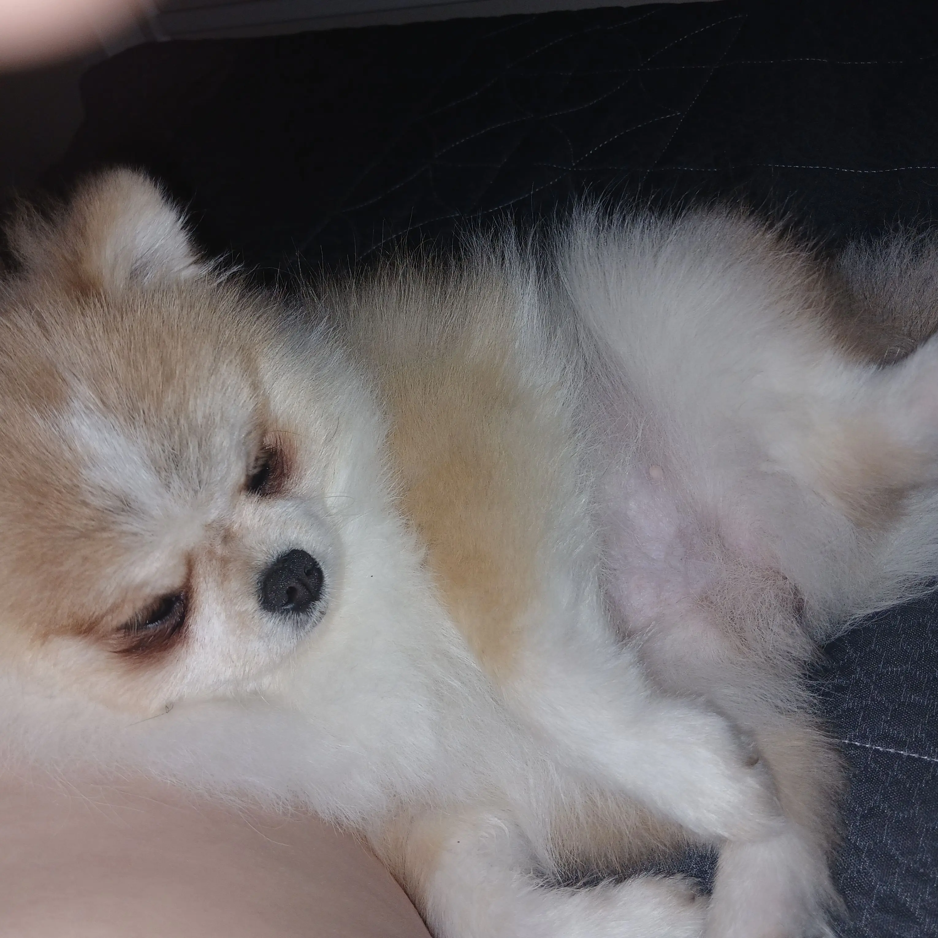 o37의 강아지 키우기 체험