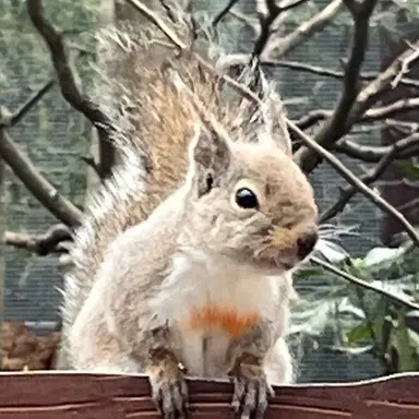 Profile image of アンシン