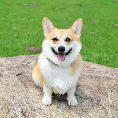 Profile image of むぎ