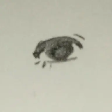 Profile image of 次女