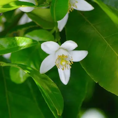 Profile image of 바센