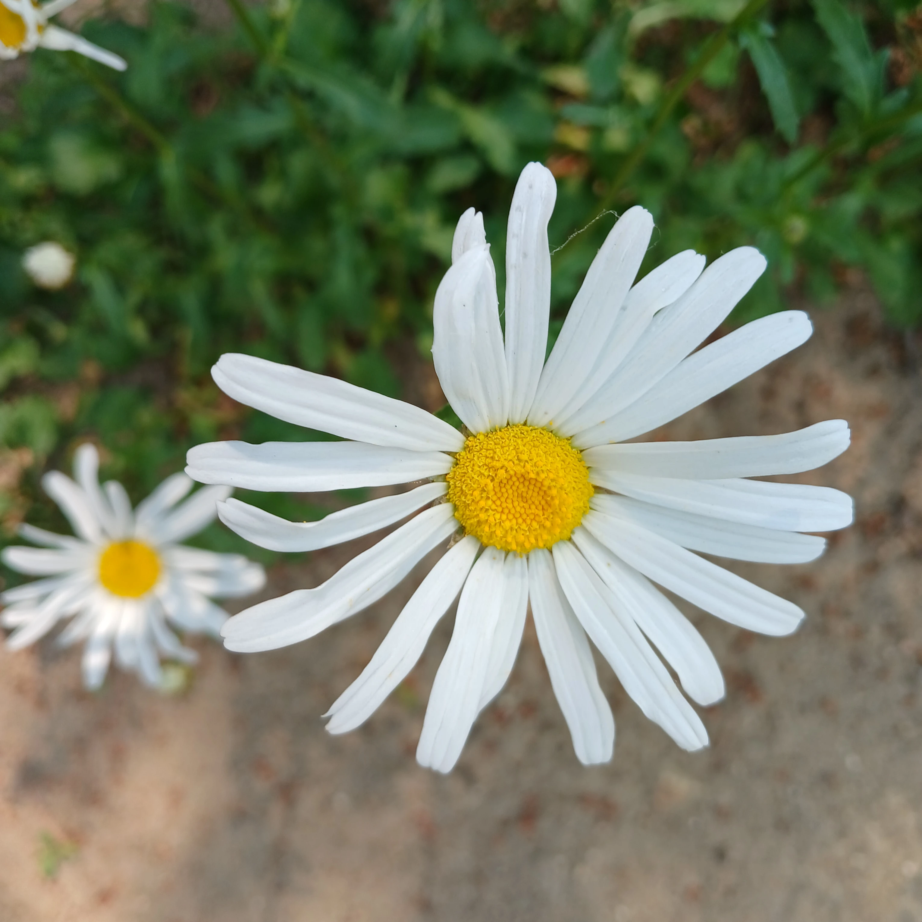 초능력 조직