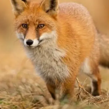 Profile image of ヨウ（狐）