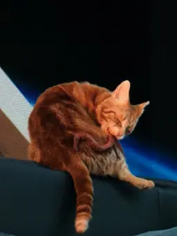 Profile image of Goose