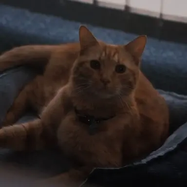 Profile image of Goose