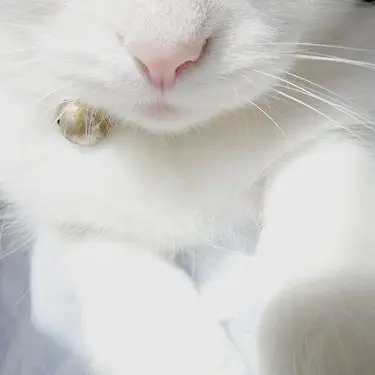 Profile image of 한노아