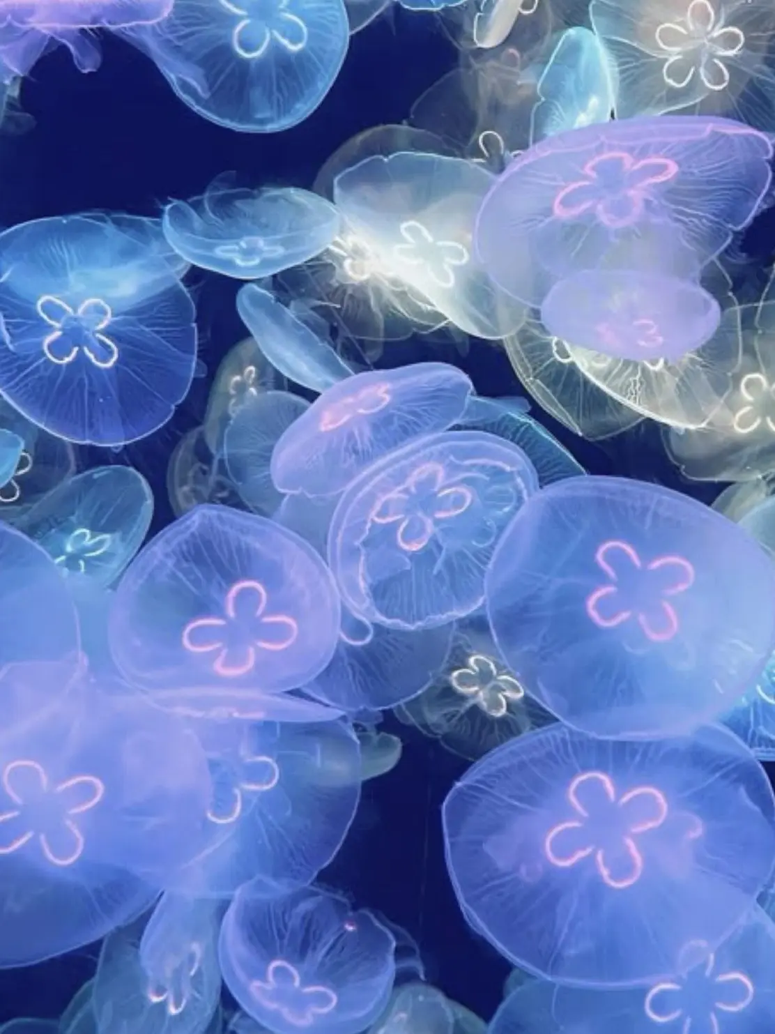 perfectGirlAma의 愛 し い 哀 し い 話 し よ う