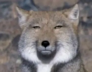 Profile image of 여우