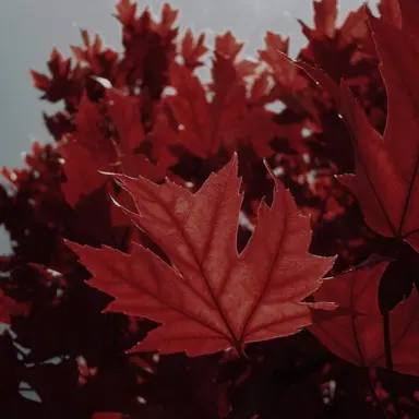 Profile image of 서 라더