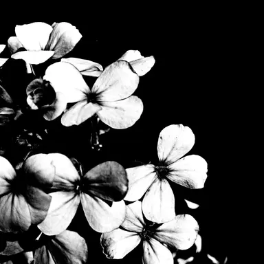 Profile image of 공융