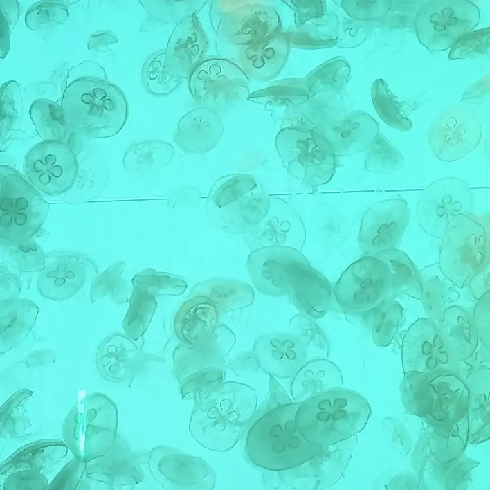 jellyfish.397.의 ぶかつ