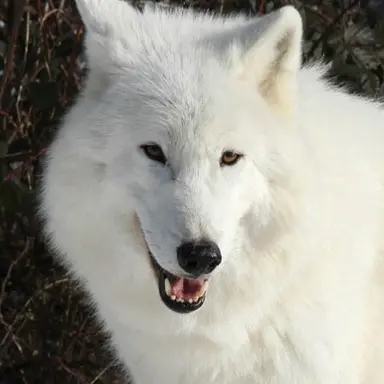 Profile image of 준빵