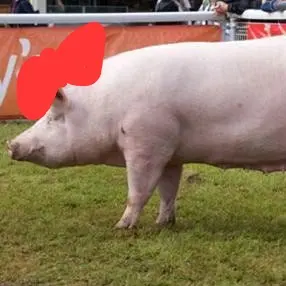 Profile image of 여우