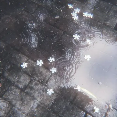 Profile image of 星導