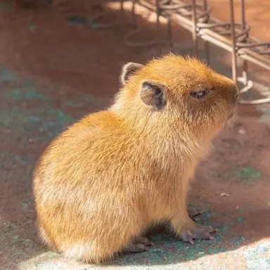 Profile image of 대장장이