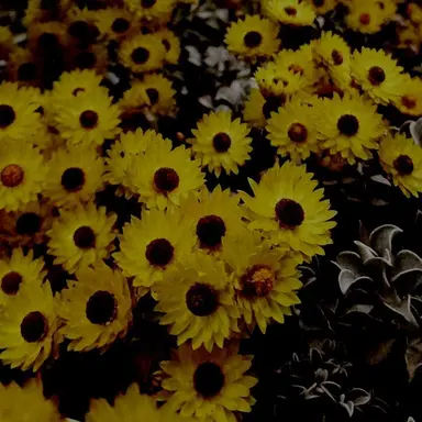 Profile image of 쪼만