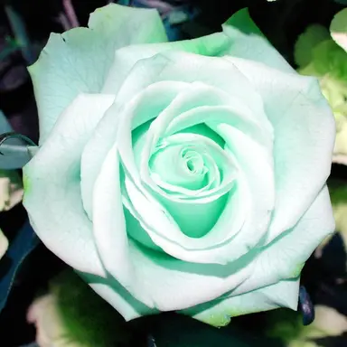 Profile image of 예엥