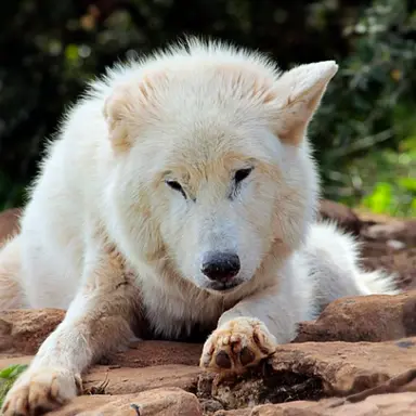 Profile image of 늑대