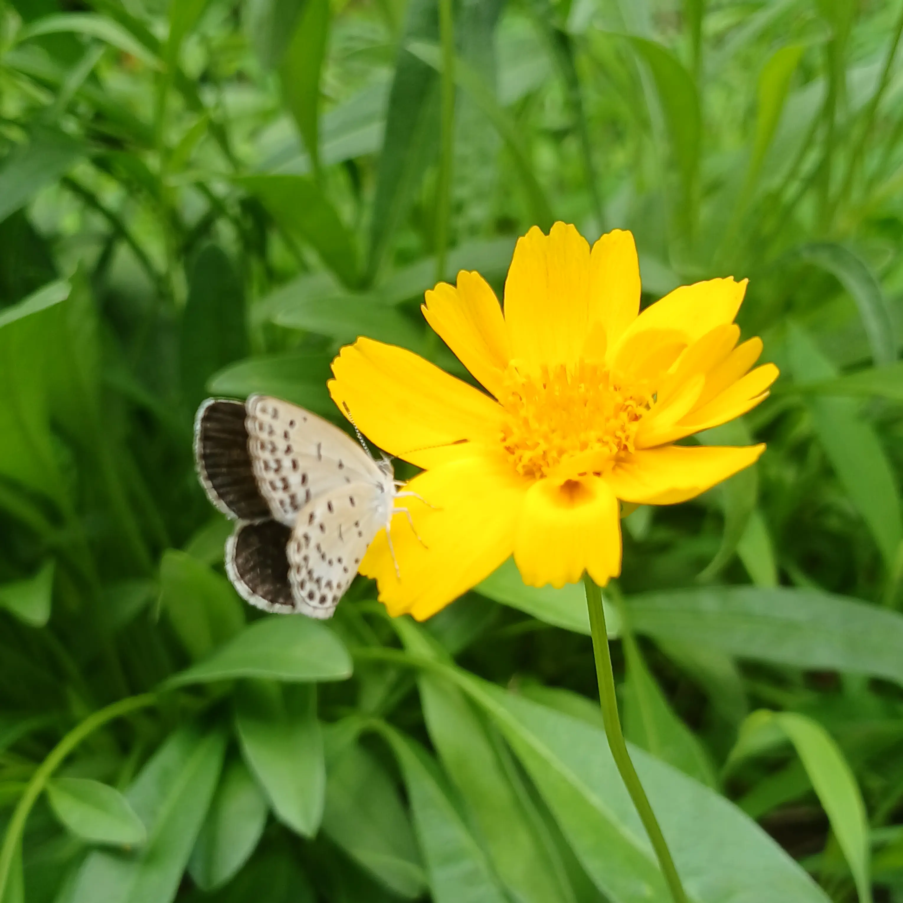 ChunkyPoem8137의 미수반의 우당탕 잠입수사!
