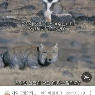 Profile image of 여우