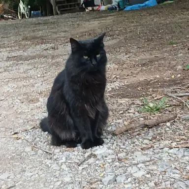 Profile image of farmcat