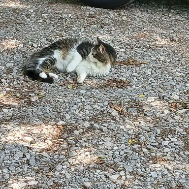 Profile image of Farm cat