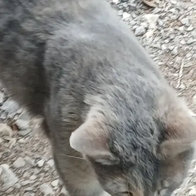 Profile image of Farmcat