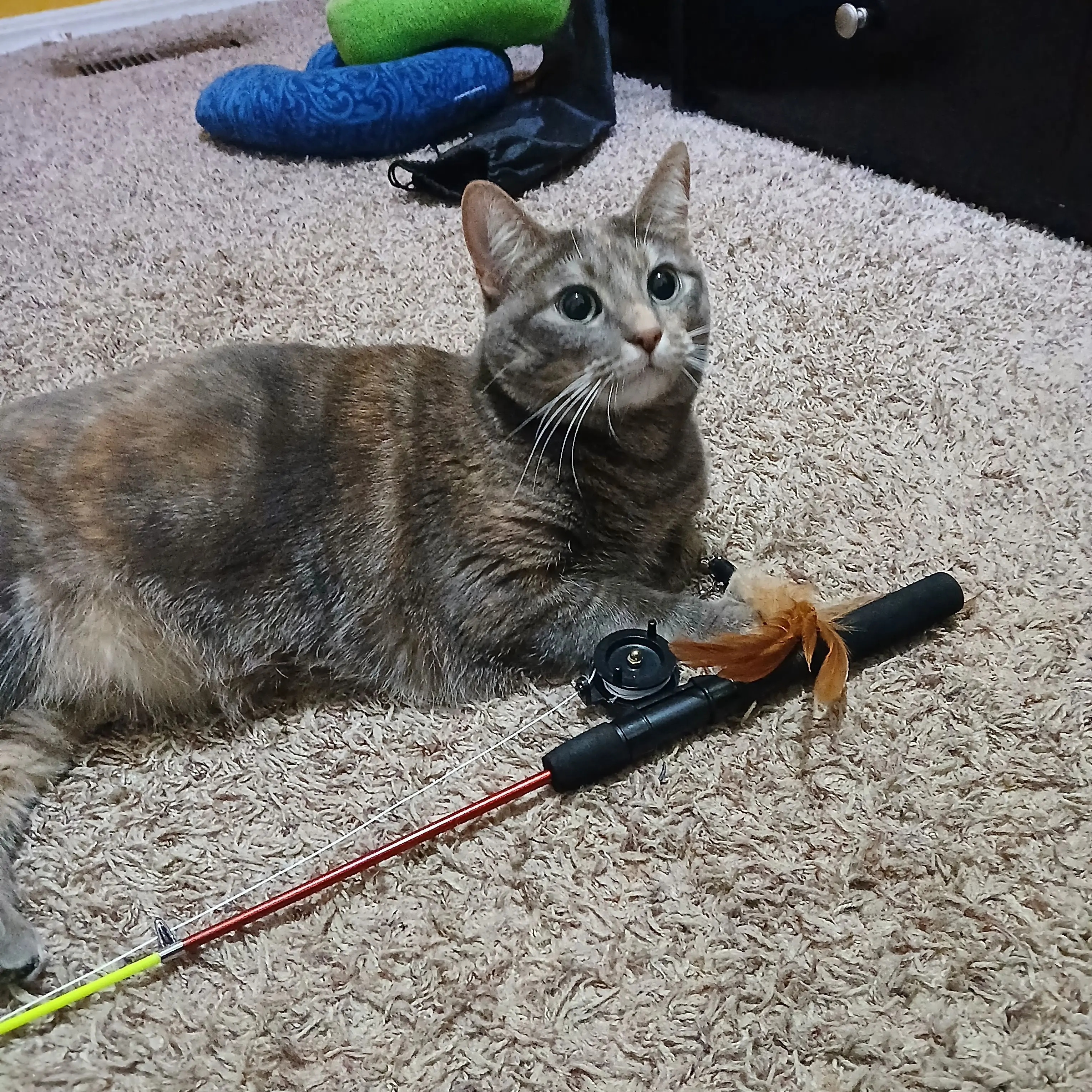 AriesAkana의 Cat