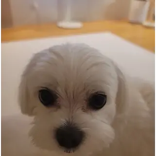 Profile image of 강아지