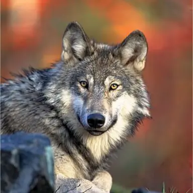 Profile image of 늑대 여우